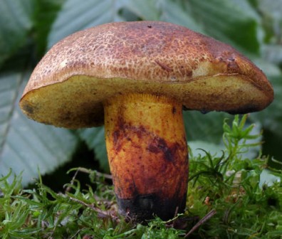   Boletus pulverulentus